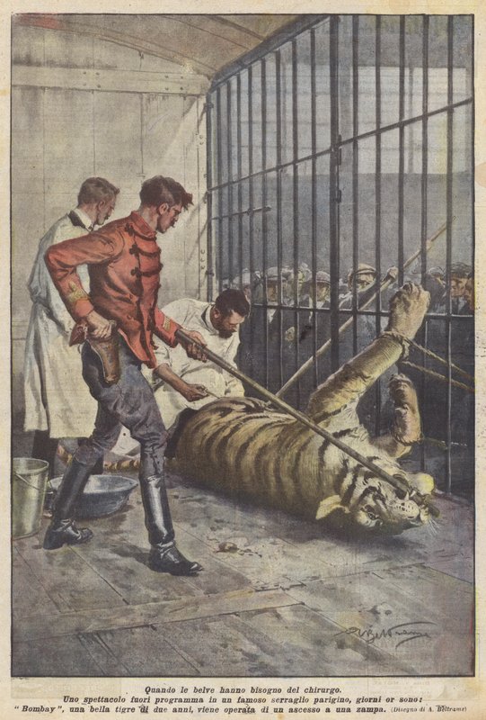 Wanneer de wilde dieren een chirurg nodig hebben door Achille Beltrame