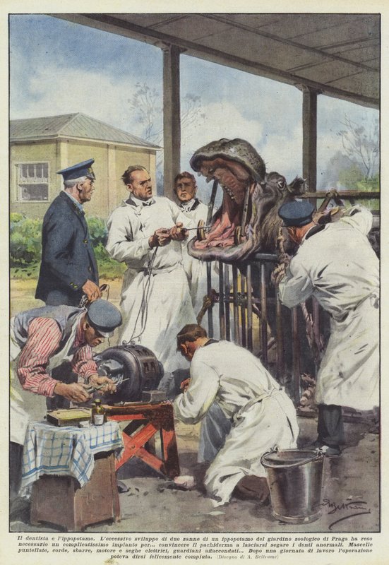 De tandarts en het nijlpaard door Achille Beltrame