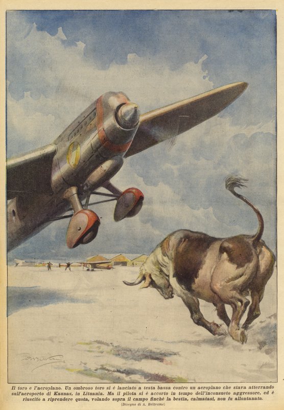 De stier en het vliegtuig door Achille Beltrame