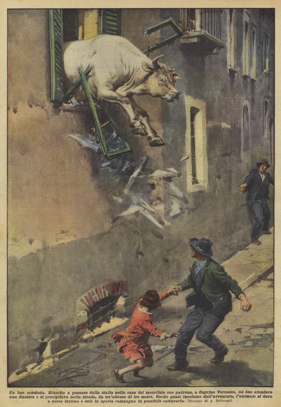 Een acrobatische os door Achille Beltrame
