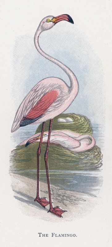 De Flamingo door Alexander Francis Lydon