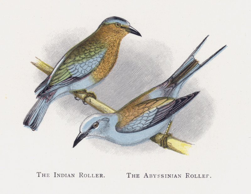 De Indische Roller, De Abessijnse Roller door Alexander Francis Lydon