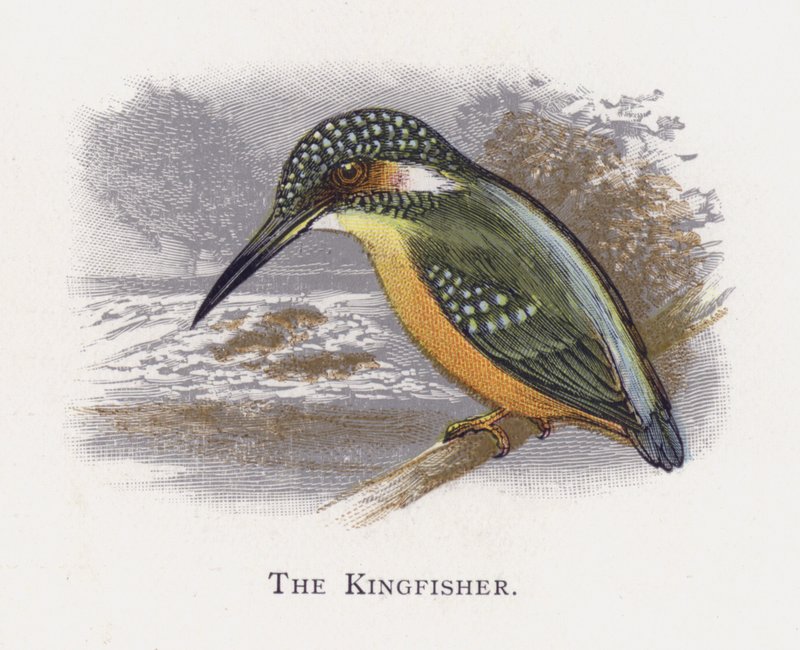 De IJsvogel door Alexander Francis Lydon