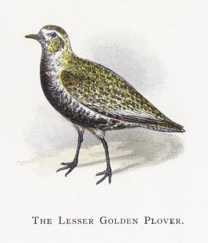 De Kleine Goudplevier door Alexander Francis Lydon