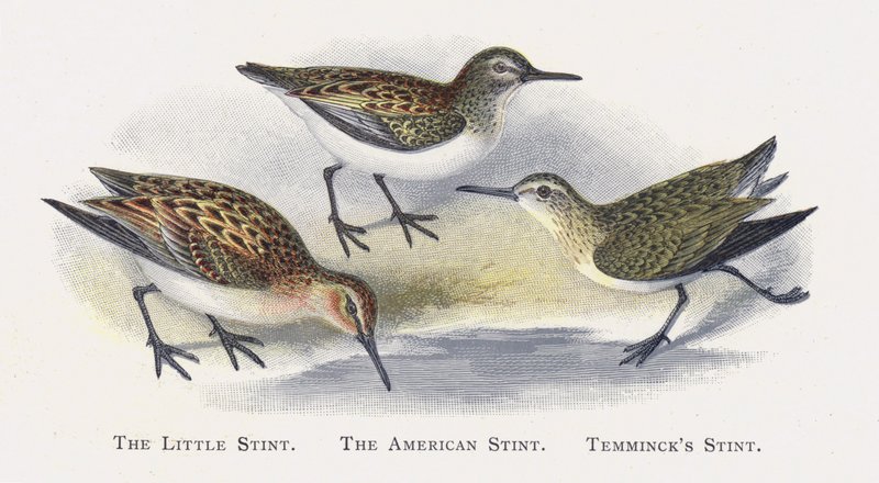 De Kleine Strandloper, De Amerikaanse Strandloper, Temmincks Strandloper door Alexander Francis Lydon