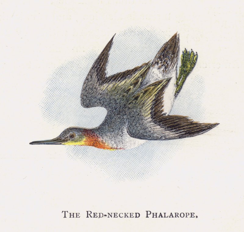 De Roodhalsfalarope door Alexander Francis Lydon