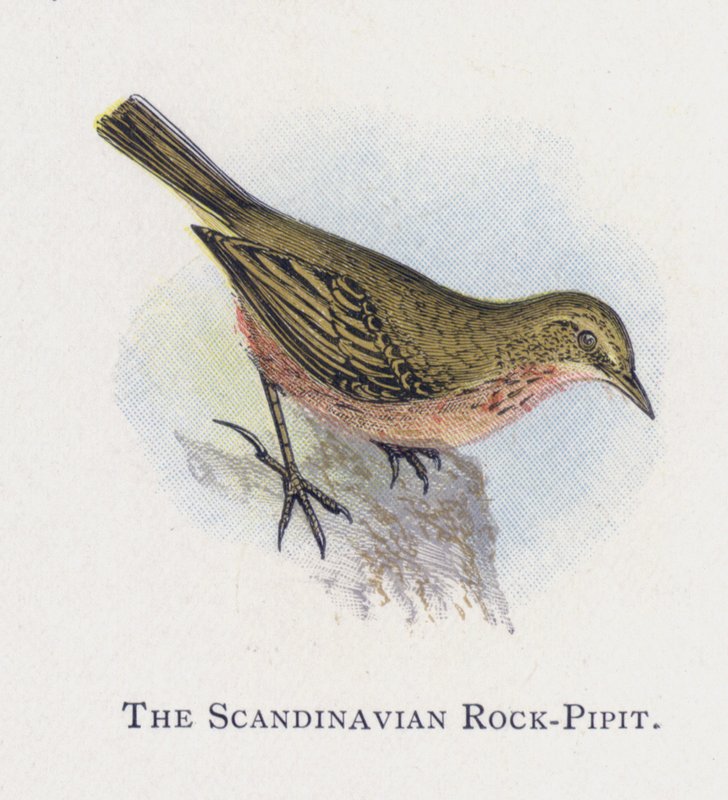 De Scandinavische Rots-Pieper door Alexander Francis Lydon