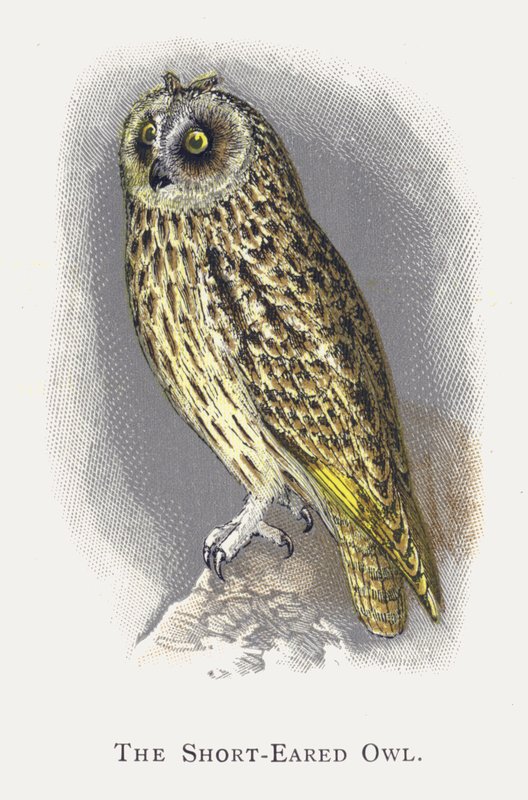 De Velduil door Alexander Francis Lydon