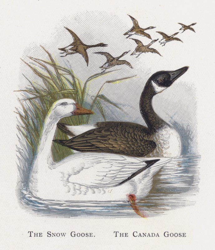 De Sneeuwgans, De Canadese Gans door Alexander Francis Lydon