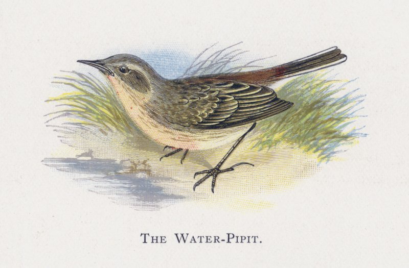 De Waterpieper door Alexander Francis Lydon