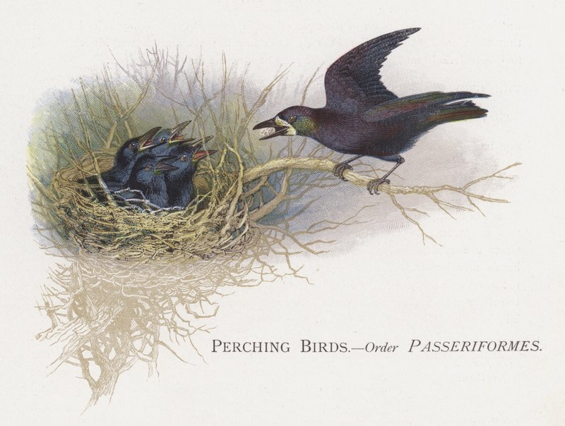 Zangvogels, Orde Passeriformes door Alexander Francis Lydon