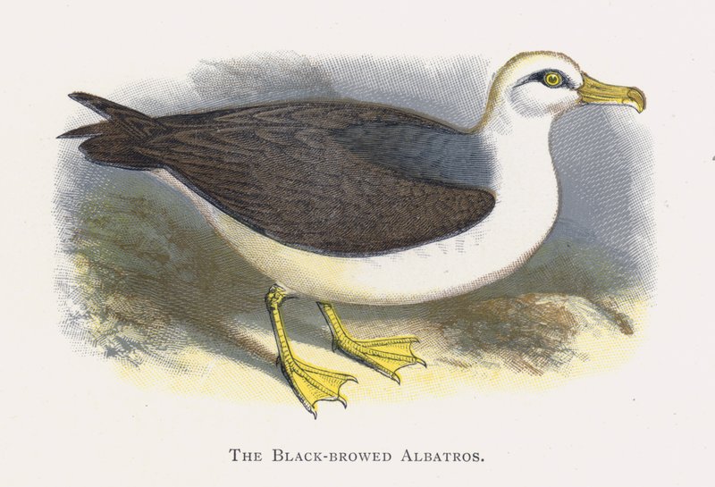 De Zwartbrauwalbatros door Alexander Francis Lydon