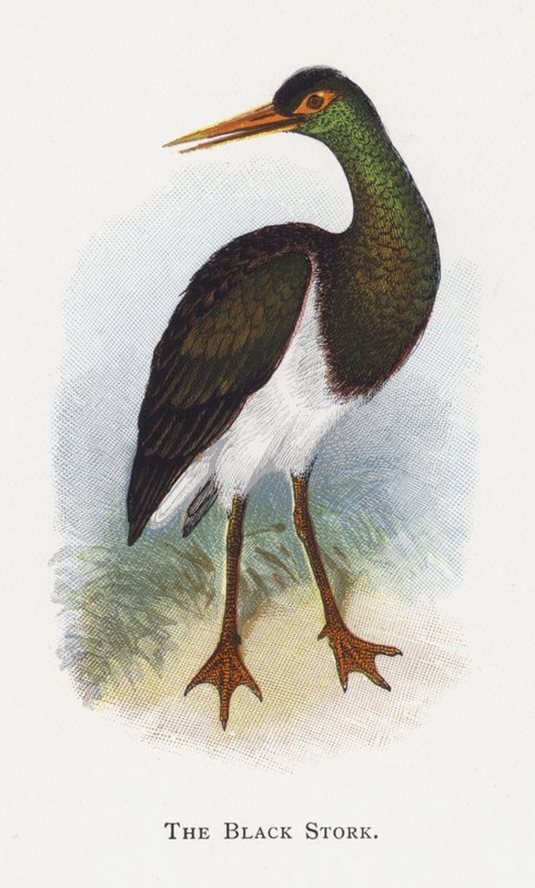 De Zwarte Ooievaar door Alexander Francis Lydon
