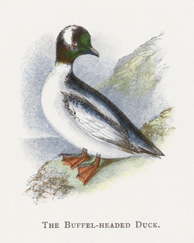 De Buffelkopeend door Alexander Francis Lydon