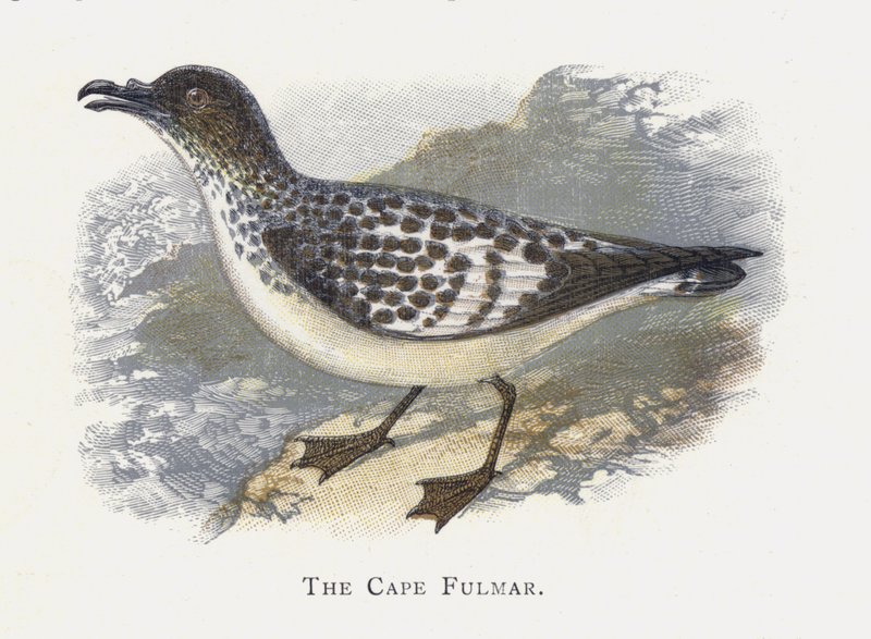 De Kaapse Stormvogel door Alexander Francis Lydon