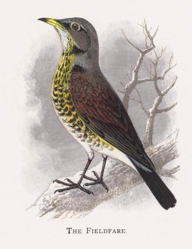 De Kramsvogel door Alexander Francis Lydon