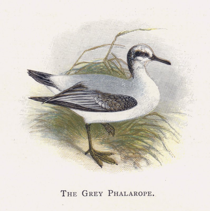 De Grauwe Falarope door Alexander Francis Lydon