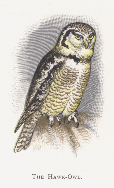 De Sperweruil door Alexander Francis Lydon