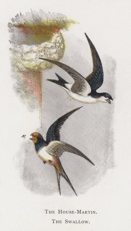 De Huiszwaluw, De Boerenzwaluw door Alexander Francis Lydon