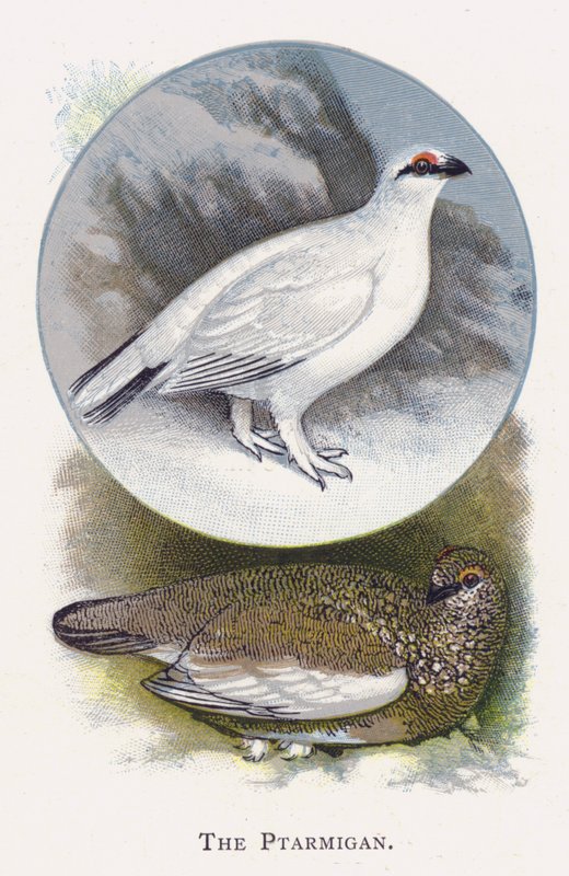 De Sneeuwhoen door Alexander Francis Lydon