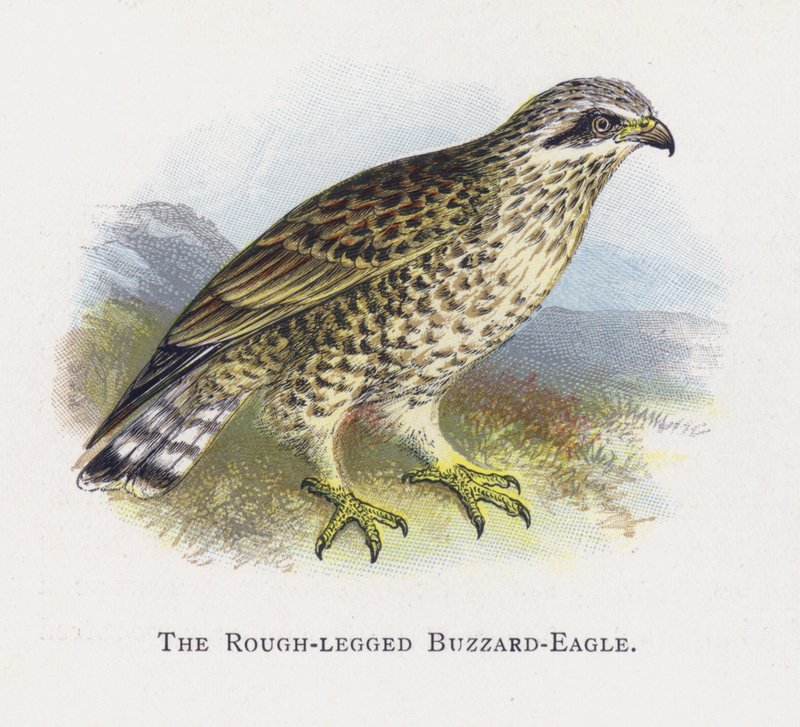 De Ruigpootbuizerd door Alexander Francis Lydon