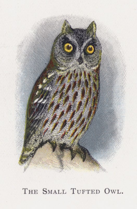 De Kleine Gepluimde Uil door Alexander Francis Lydon