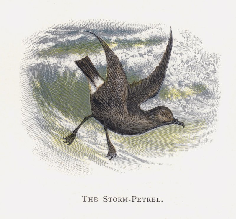 De Stormvogel door Alexander Francis Lydon