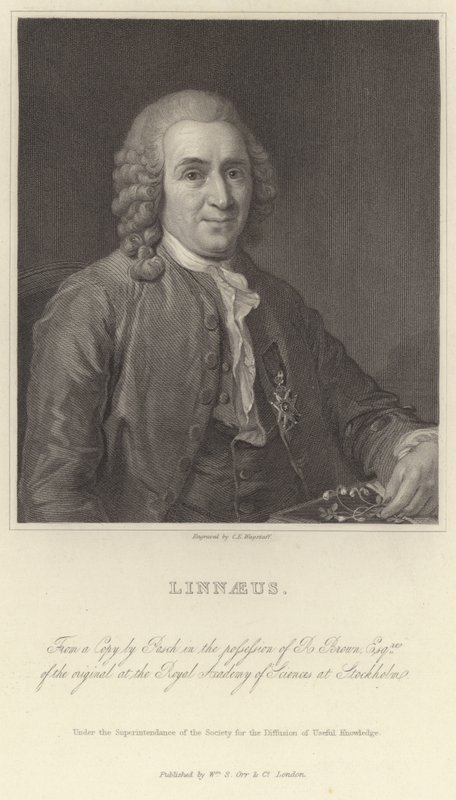 Linnaeus door Alexander Roslin