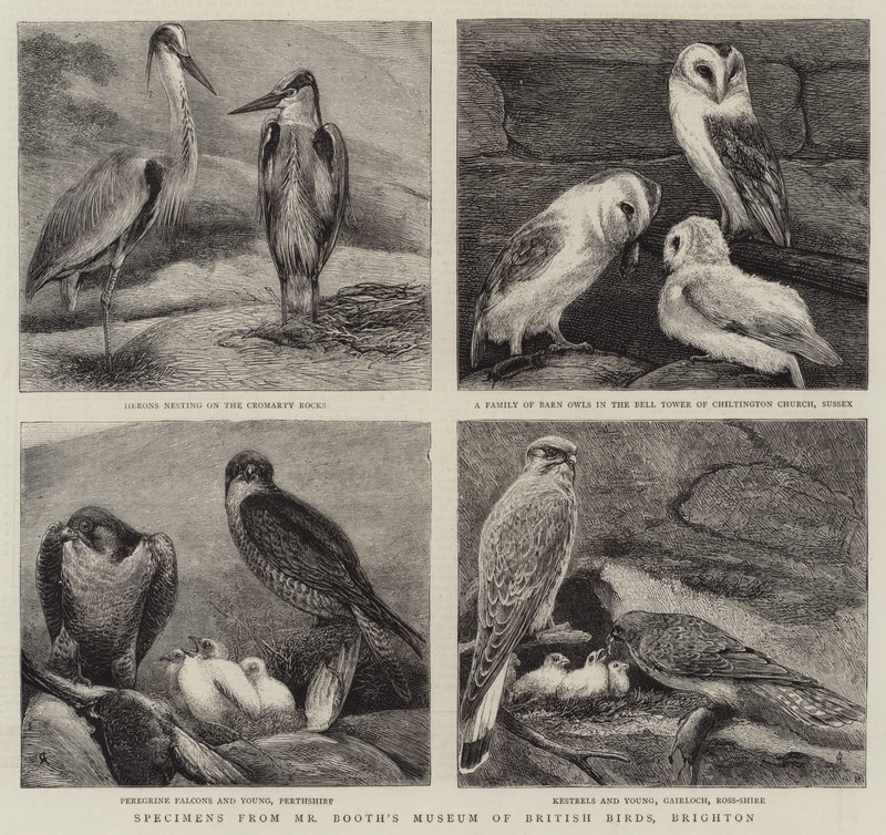 Specimens uit het museum van Britse vogels van de heer Booth, Brighton door Alfred Chantrey Corbould