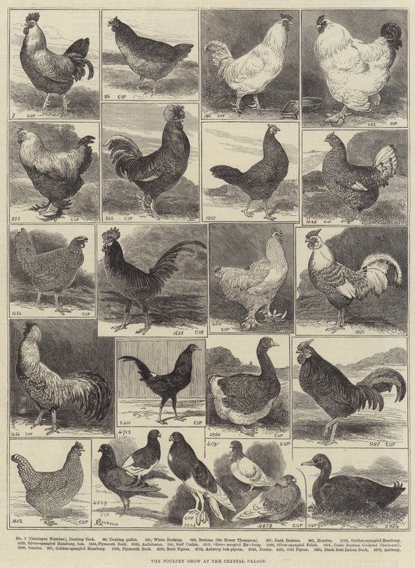 De pluimveeshow in het Crystal Palace door Alfred Courbould