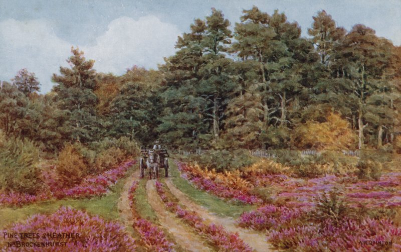 Pijnbomen en heide bij Brockenhurst door Alfred Robert Quinton