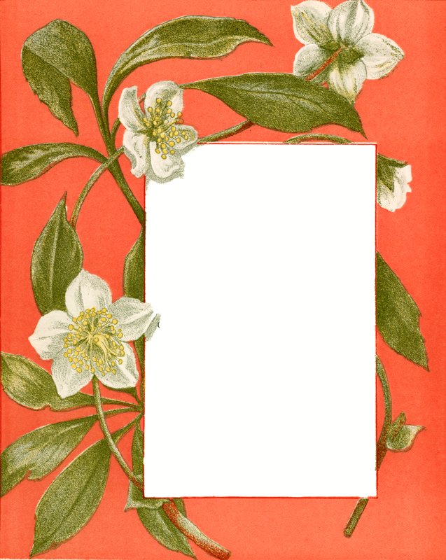 December door Alicia Amy Leith
