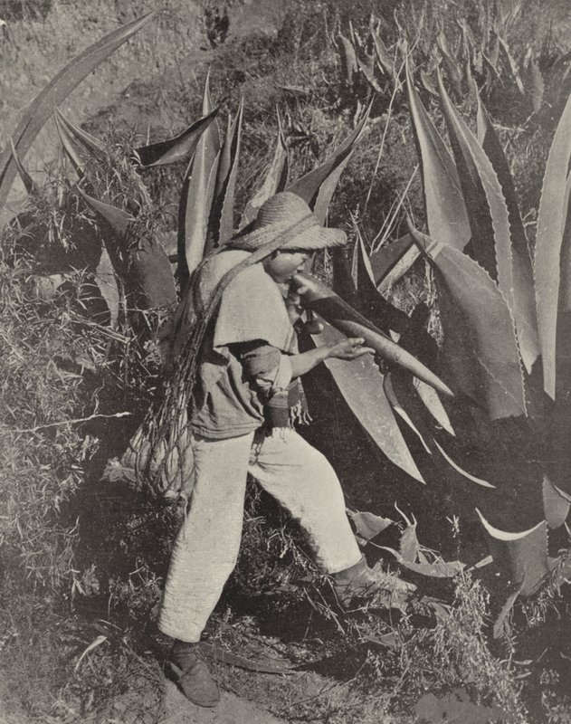 Een Mexicaanse Pulque-verzamelaar door American Photographer (after)