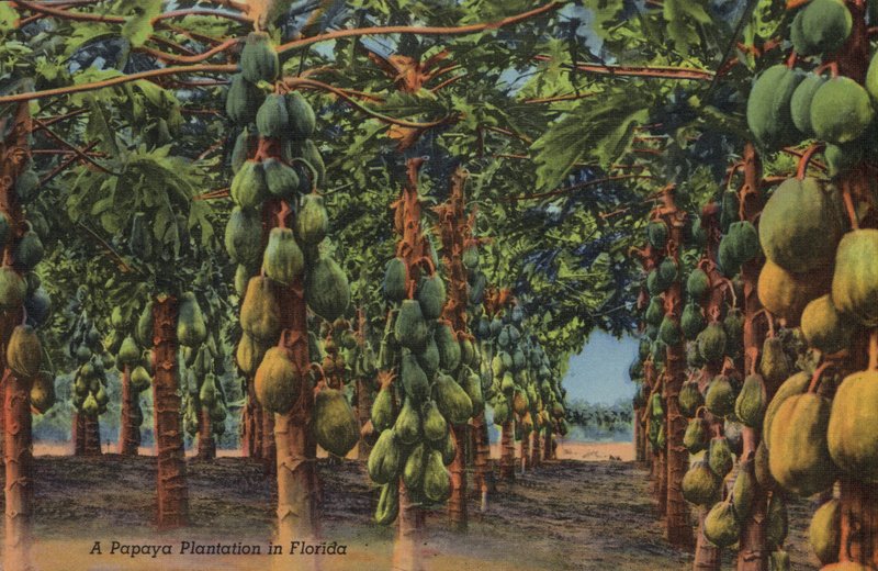 Papaya-plantage, Florida door American Photographer (after)