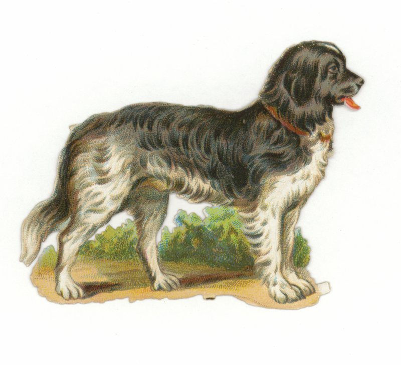 Zwart-witte hond door American School