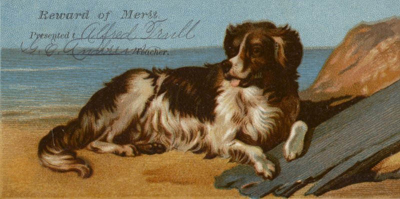 Border Collie hond op het strand door American School