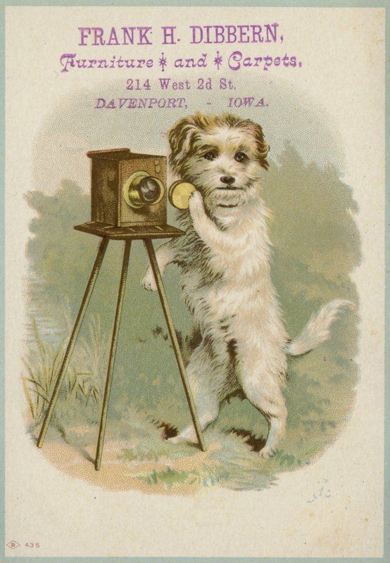 Hond met een camera door American School