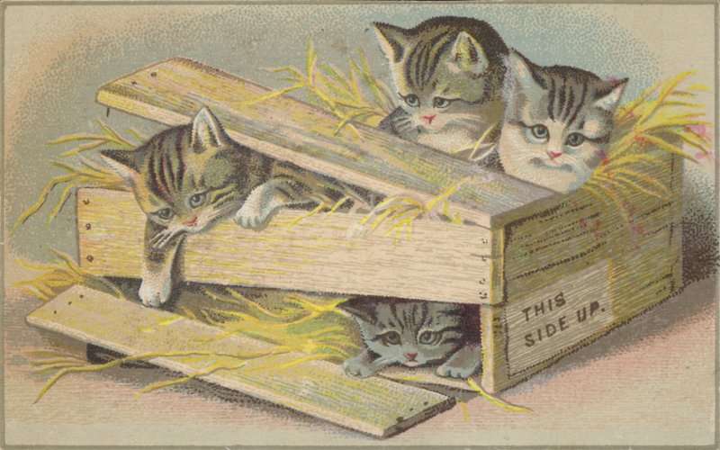 Kittens in een gebroken krat door American School