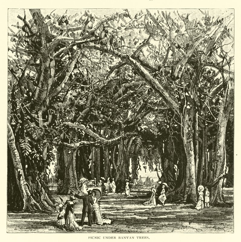 Picknick onder banyanbomen door American School