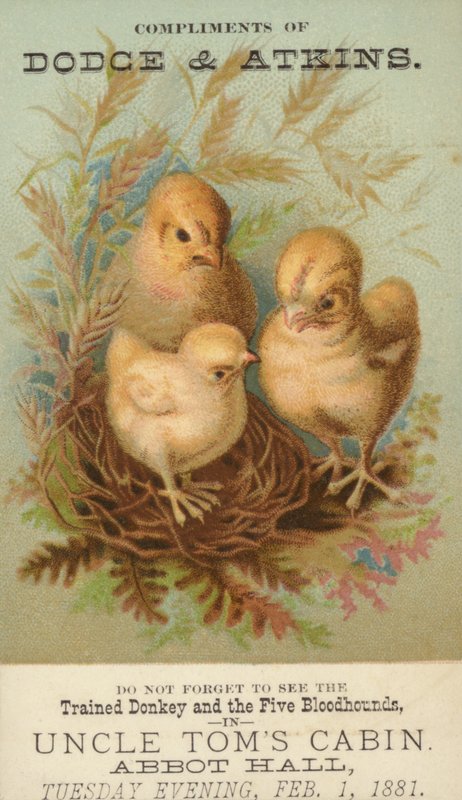 Drie kuikens in nest door American School