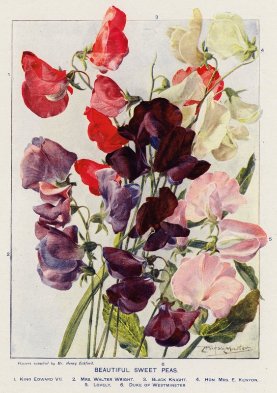 Mooie lathyrus door Angelo Fairfax Muckley