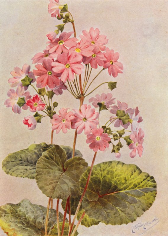Primula Obconica door Angelo Fairfax Muckley