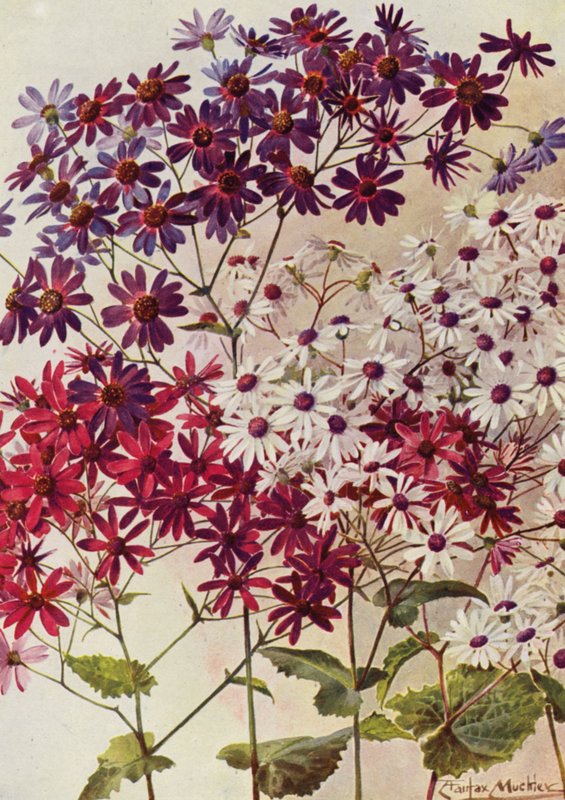 Ster Cineraria