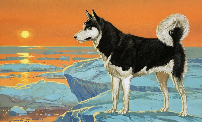 Husky hond door Angus McBride