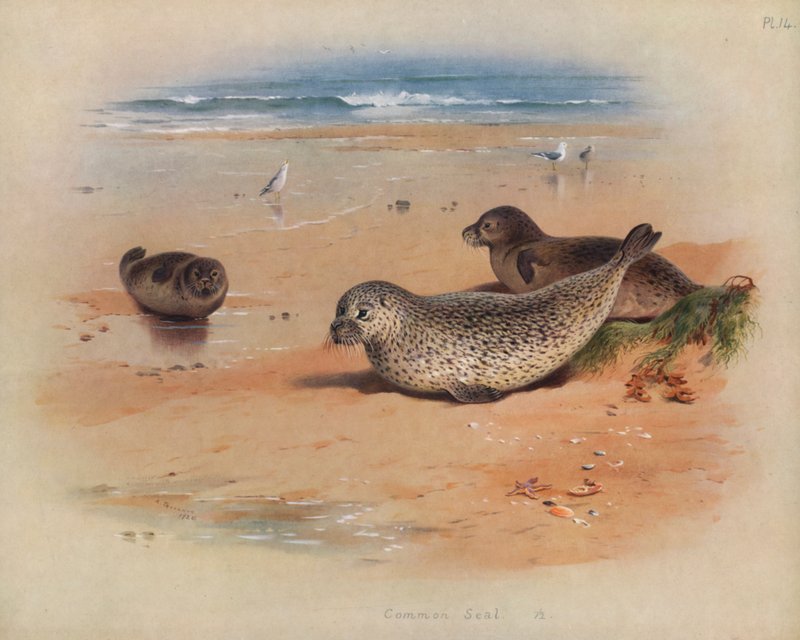 Gewone Zeehond door Archibald Thorburn
