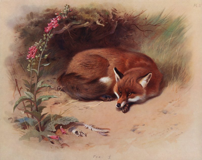 Vos door Archibald Thorburn