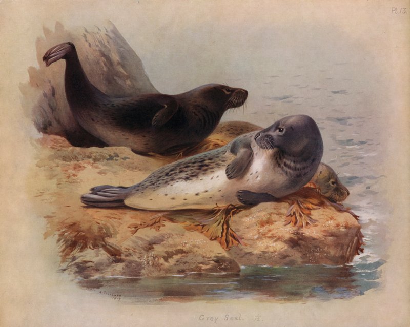 Grijze Zeehond door Archibald Thorburn