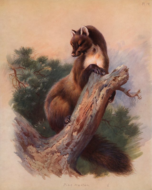 Boommarter door Archibald Thorburn