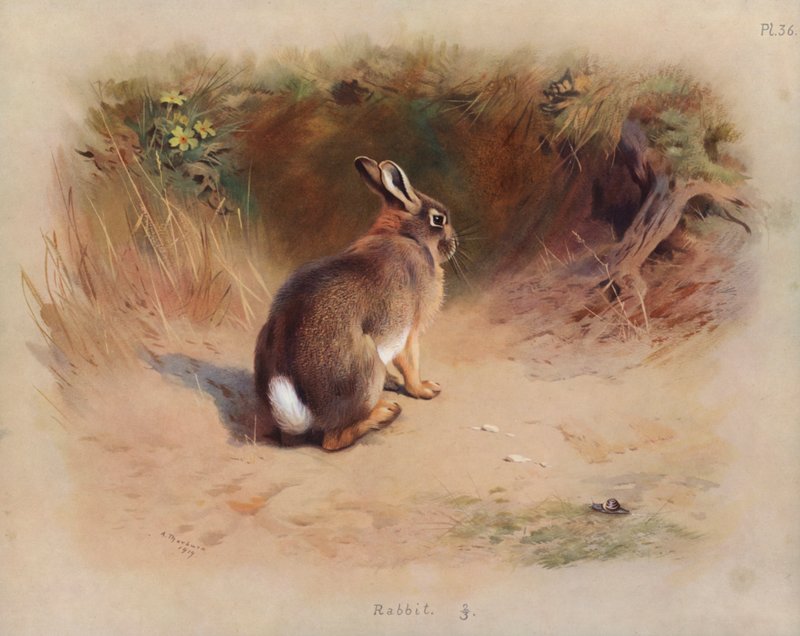 Konijn door Archibald Thorburn