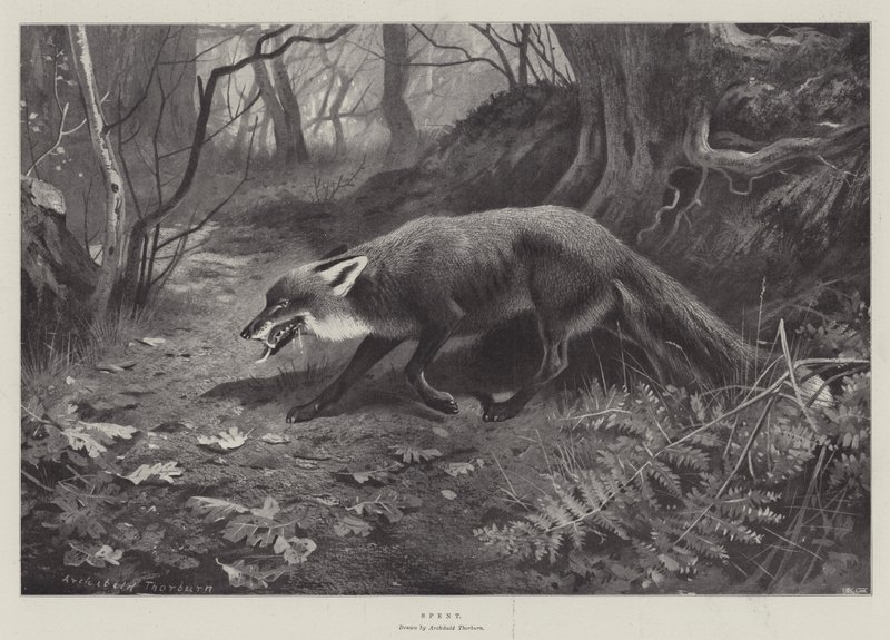 Uitgeput door Archibald Thorburn